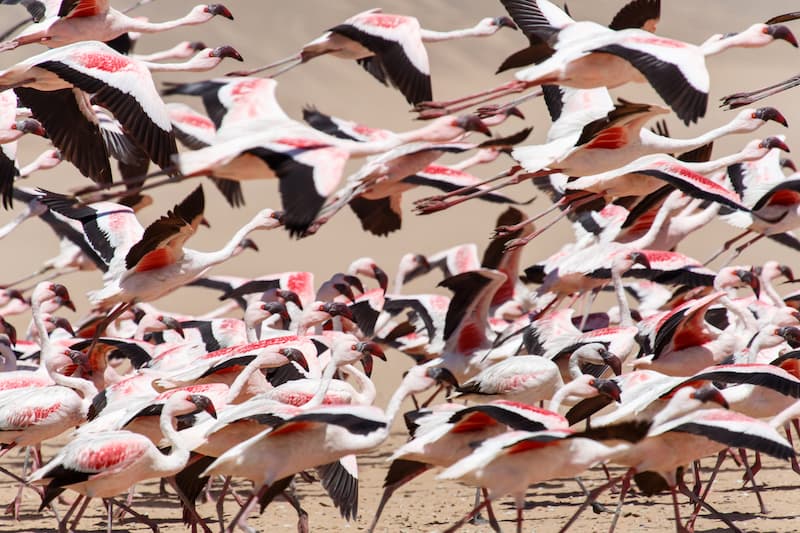 flamingos-flying-Web