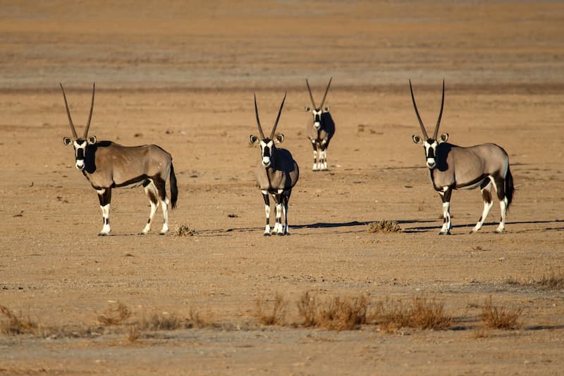 oryx-in-sossusvlei