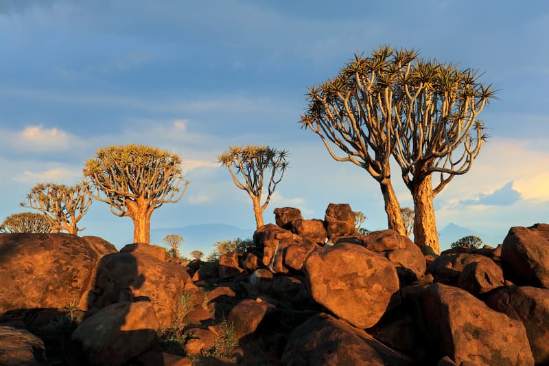 quiver-tree-landscape