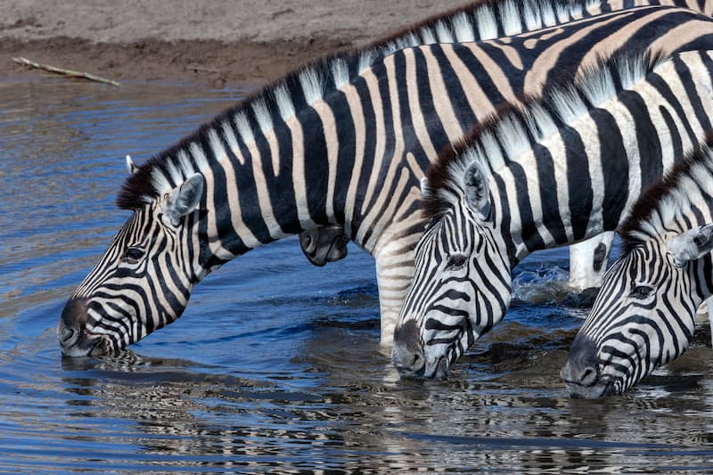 zebra-drinking-Web