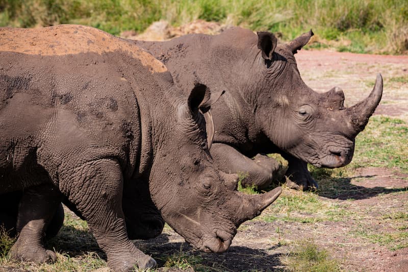 Rhinoceros